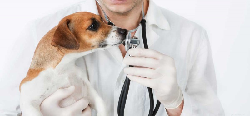 Kan hundar komma ihåg din doft