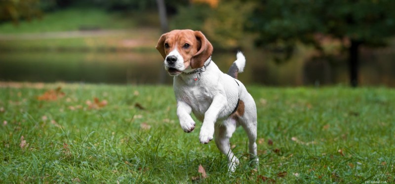 Kan hundar springa långa distanser?