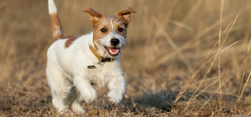 Kan hundar springa långa distanser?