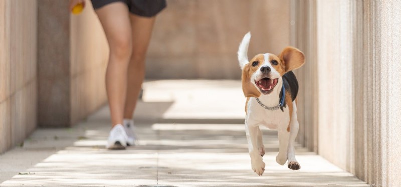 Kunnen honden lange afstanden rennen?