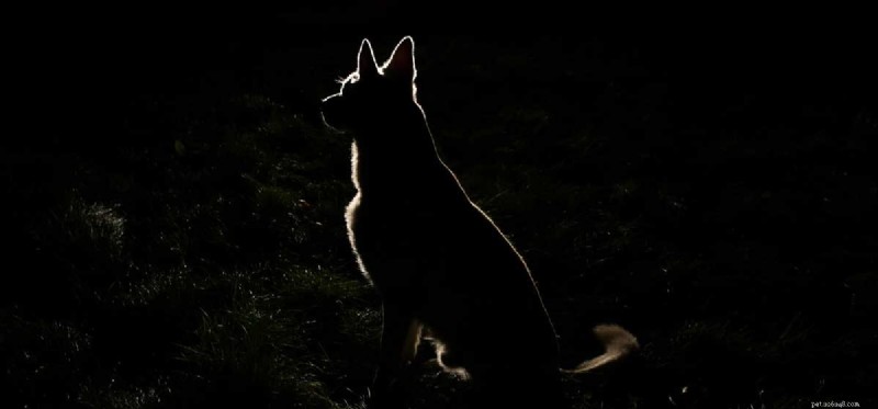 개는 밤에 볼 수 있습니까?