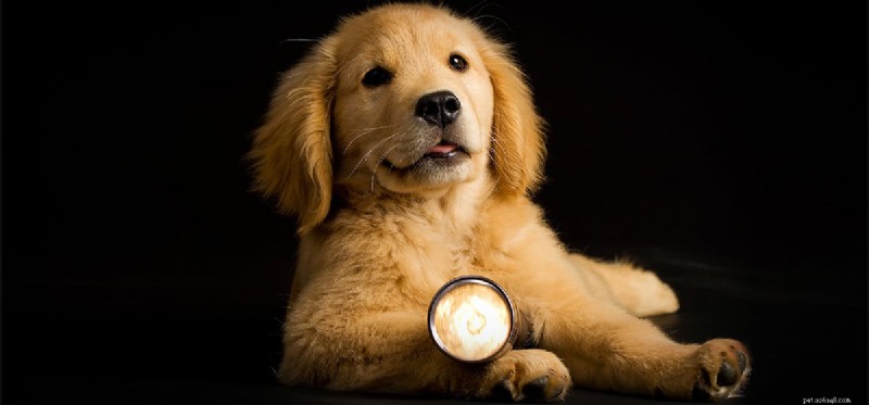 Могут ли собаки видеть фонарики?