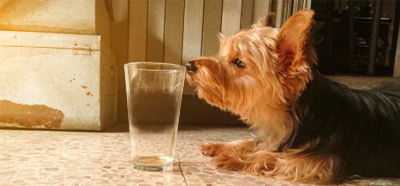 Les chiens peuvent-ils voir le verre ?