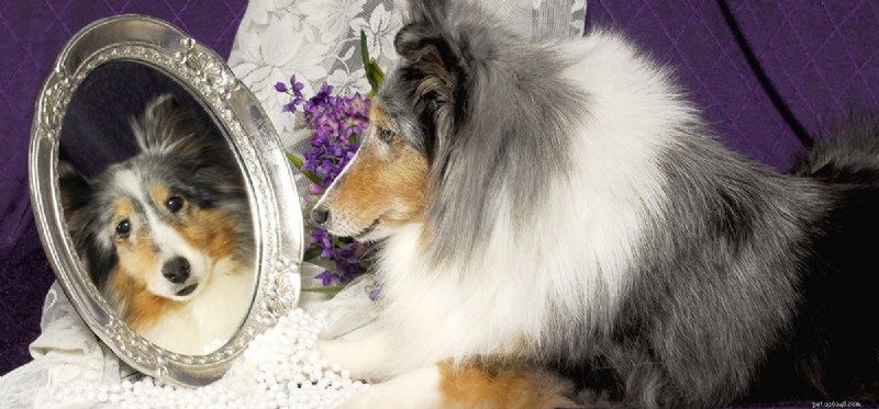 Les chiens peuvent-ils voir dans les miroirs ?