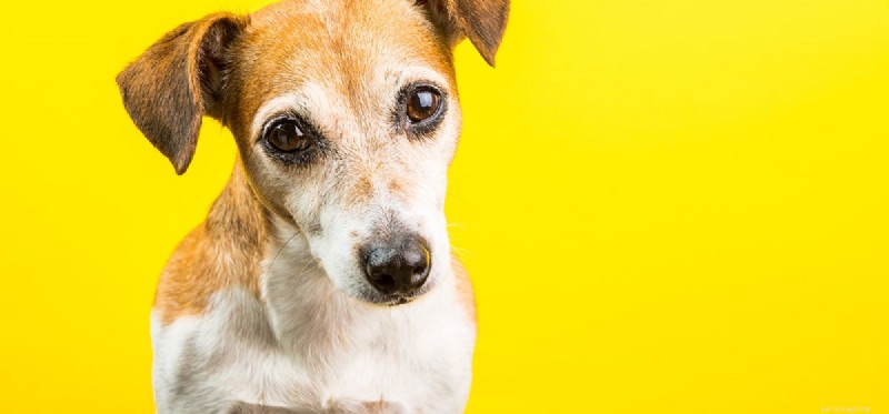 犬は淡い黄色を見ることができますか?