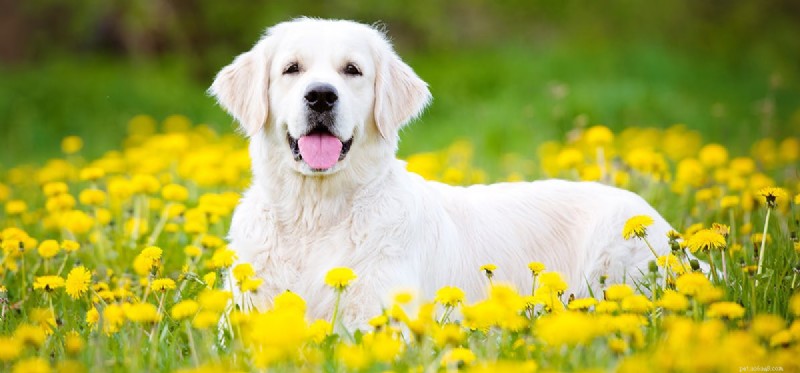 I cani possono vedere il giallo chiaro?