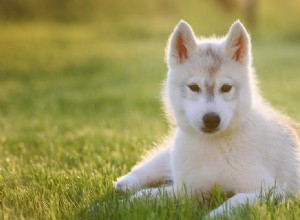 犬は自分のおならを見ることができますか?