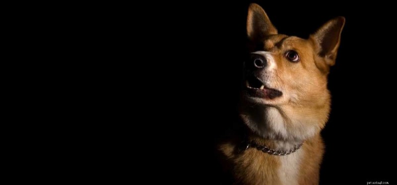 I cani possono vedere a luci spente?