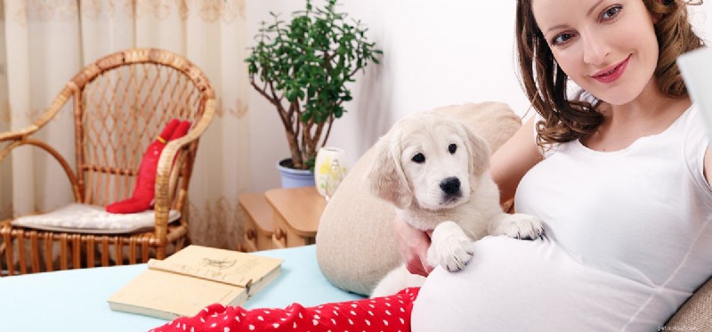 Os cães podem sentir um bebê na sua barriga?