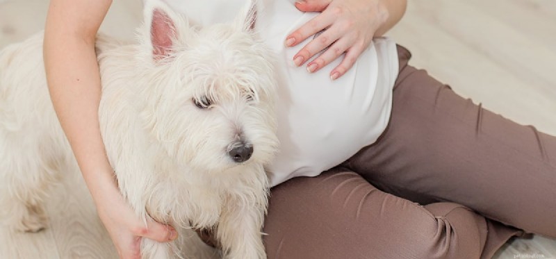 Os cães podem sentir um bebê na sua barriga?