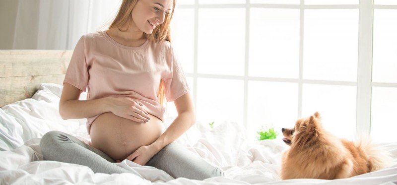 Les chiens peuvent-ils sentir un bébé dans votre ventre ?