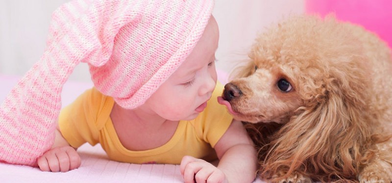 Mohou psi vnímat miminka?