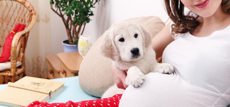 Les chiens peuvent-ils sentir l arrivée de bébé ?