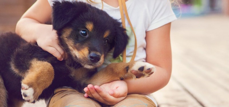 I cani possono sentire la cordialità?