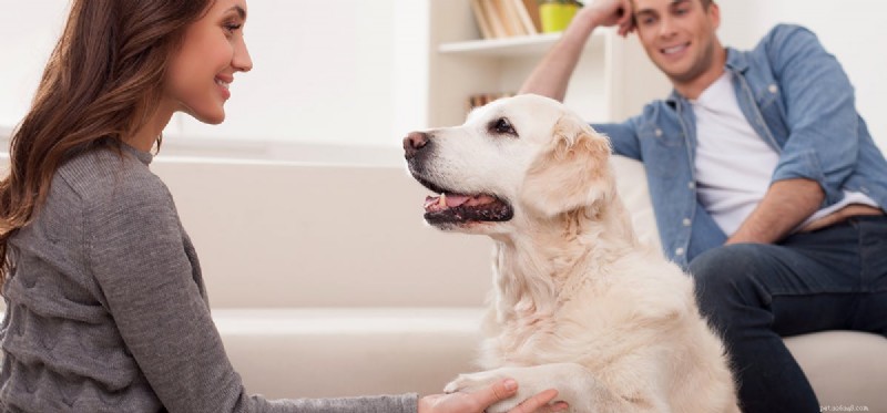 Os cães podem sentir honestidade e engano?