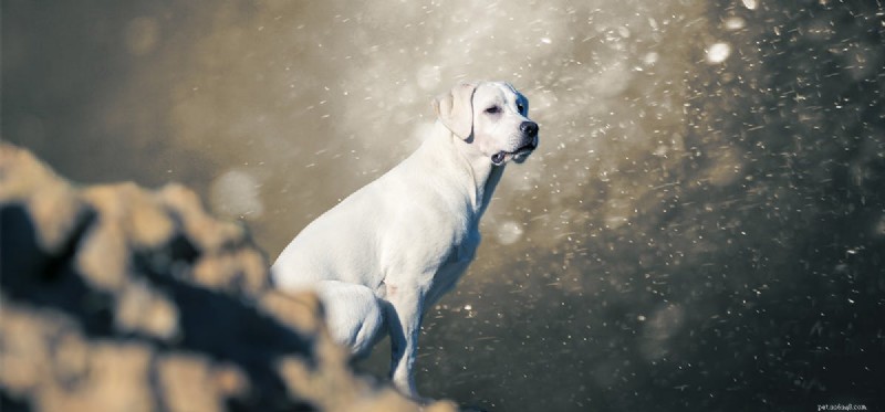I cani possono percepire i fulmini?