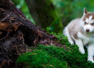 I cani possono percepire disastri naturali?