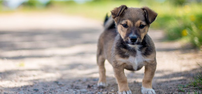 Os cães podem sentir desastres naturais?