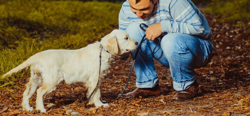Os cães podem detectar ladrões?