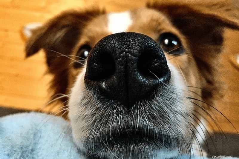 Kunnen honden beroertes voelen bij mensen?