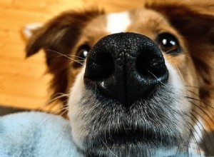 犬は人の脳卒中を感知できますか?