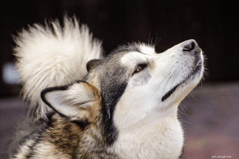 Kan hundar känna stroke hos människor?