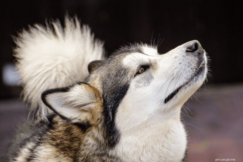 Les chiens peuvent-ils détecter les AVC chez les humains ?