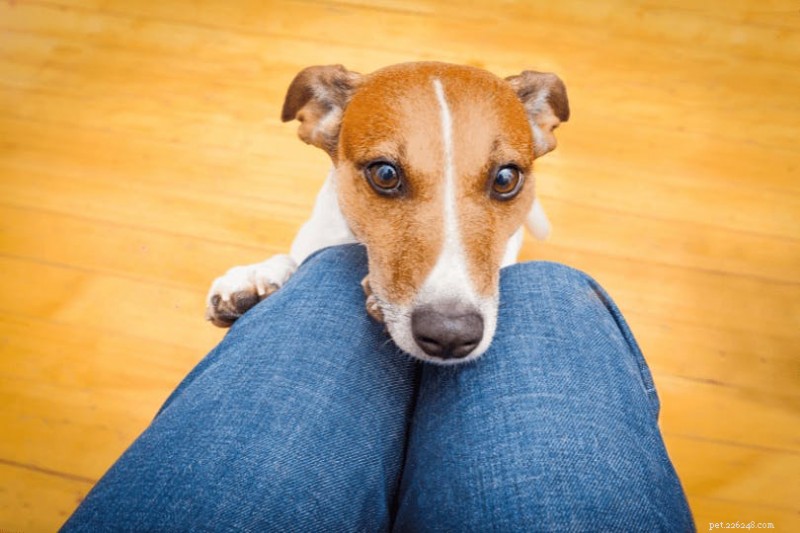 Les chiens peuvent-ils détecter les AVC chez les humains ?