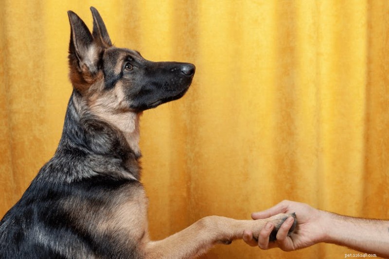 I cani possono percepire gli ictus nelle persone?