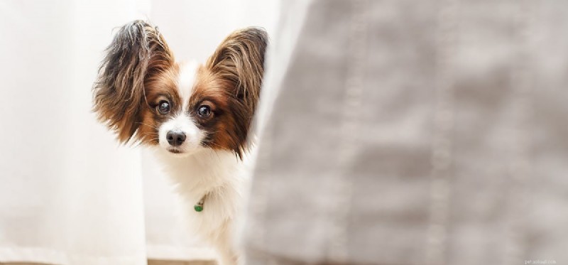 Dokážou psi vycítit napětí?