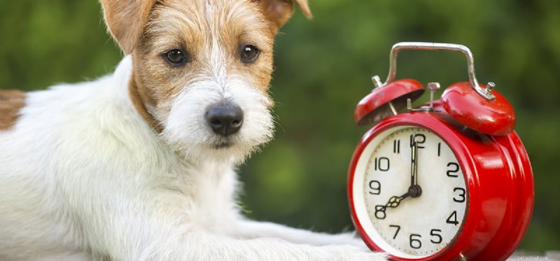 개는 시간을 감지할 수 있습니까?