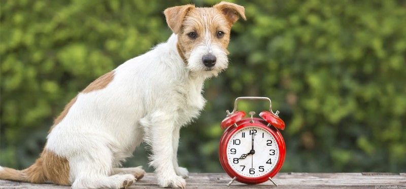 Os cães podem sentir o tempo?