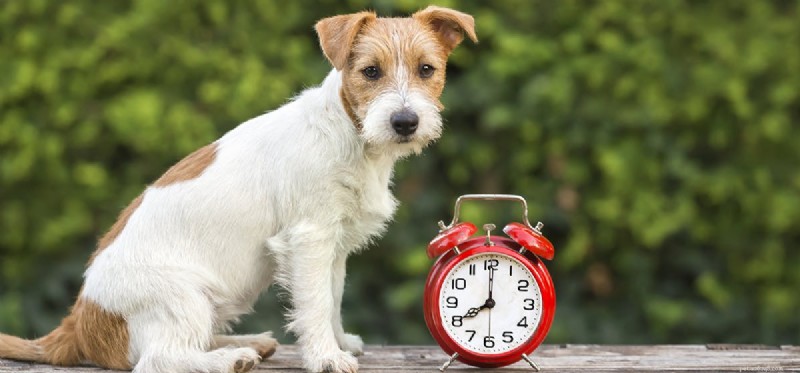 Kunnen honden de verstreken tijd voelen?