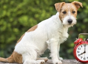 犬は過ぎ去った時間を感じることができますか?