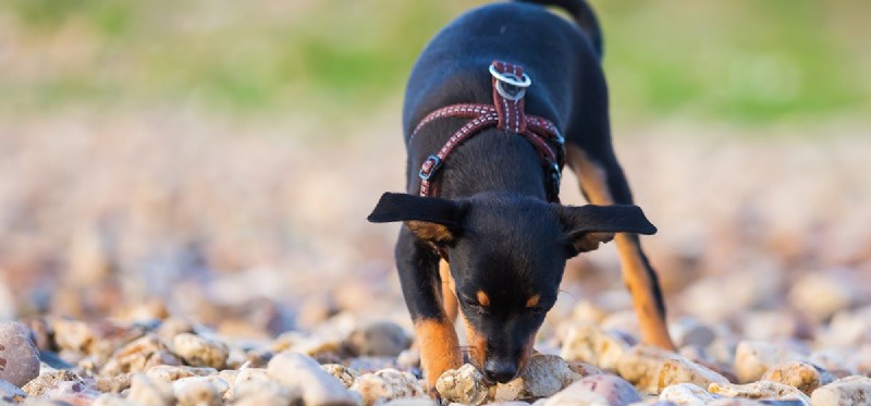 I cani possono annusare l adrenalina?