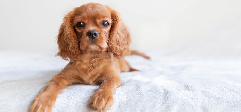 Kan hundar lukta levande och döda vägglöss?