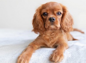 Můžou psi čichat živé a mrtvé štěnice?