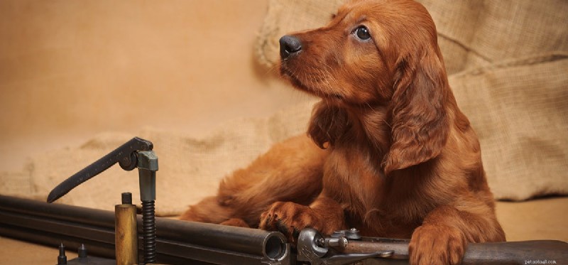 Les chiens peuvent-ils sentir les munitions ?