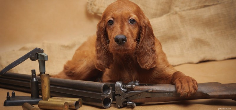 Os cães podem cheirar munição?