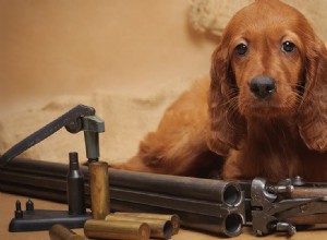 犬は弾薬の匂いを嗅ぐことができますか?