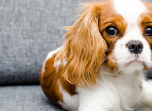 개가 불안한 냄새를 맡을 수 있습니까?
