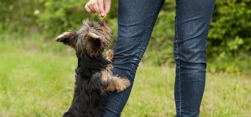 Les chiens peuvent-ils sentir l arthrite ?