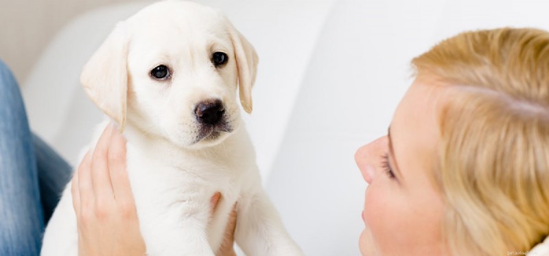 I cani possono annusare l artrite?