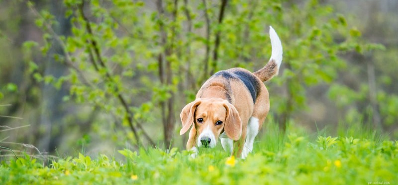 犬はバーのにおいを嗅ぐことができますか?