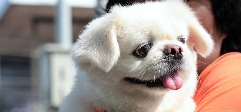 Les chiens peuvent-ils sentir les bars ?