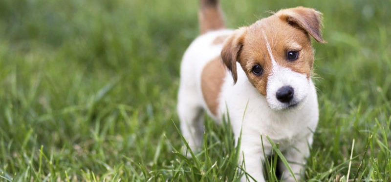 Могут ли собаки нюхать батончики?