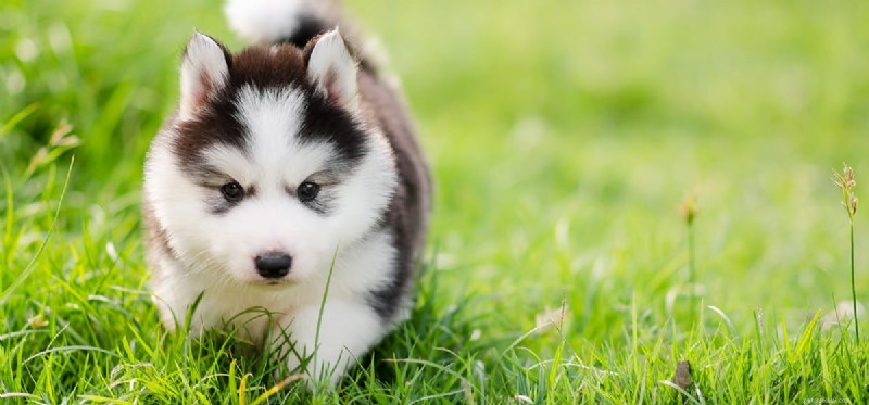 Les chiens peuvent-ils sentir les ours ?