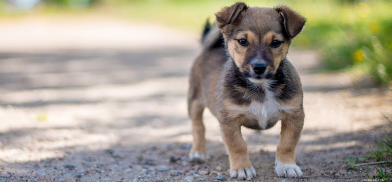 Les chiens peuvent-ils sentir les ours ?