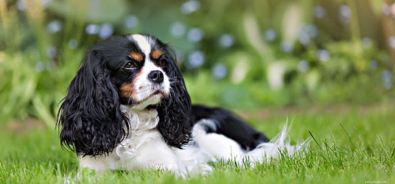 Kan hundar lukta kadaver?