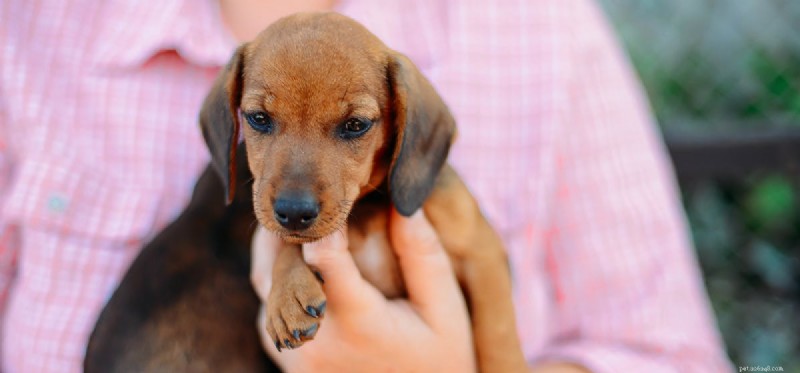Kan hundar lukta cancer hos en person?